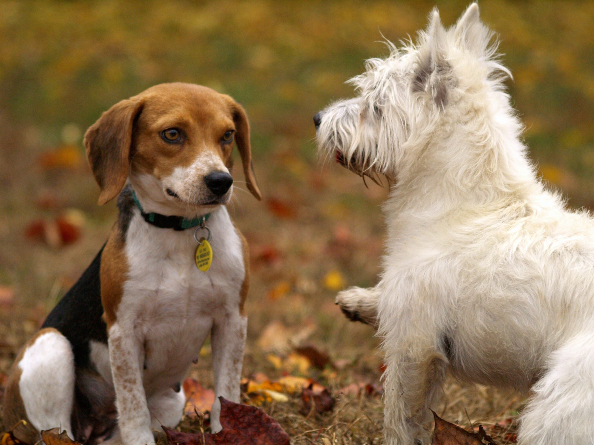 10 Ways to Socialize Your Dog