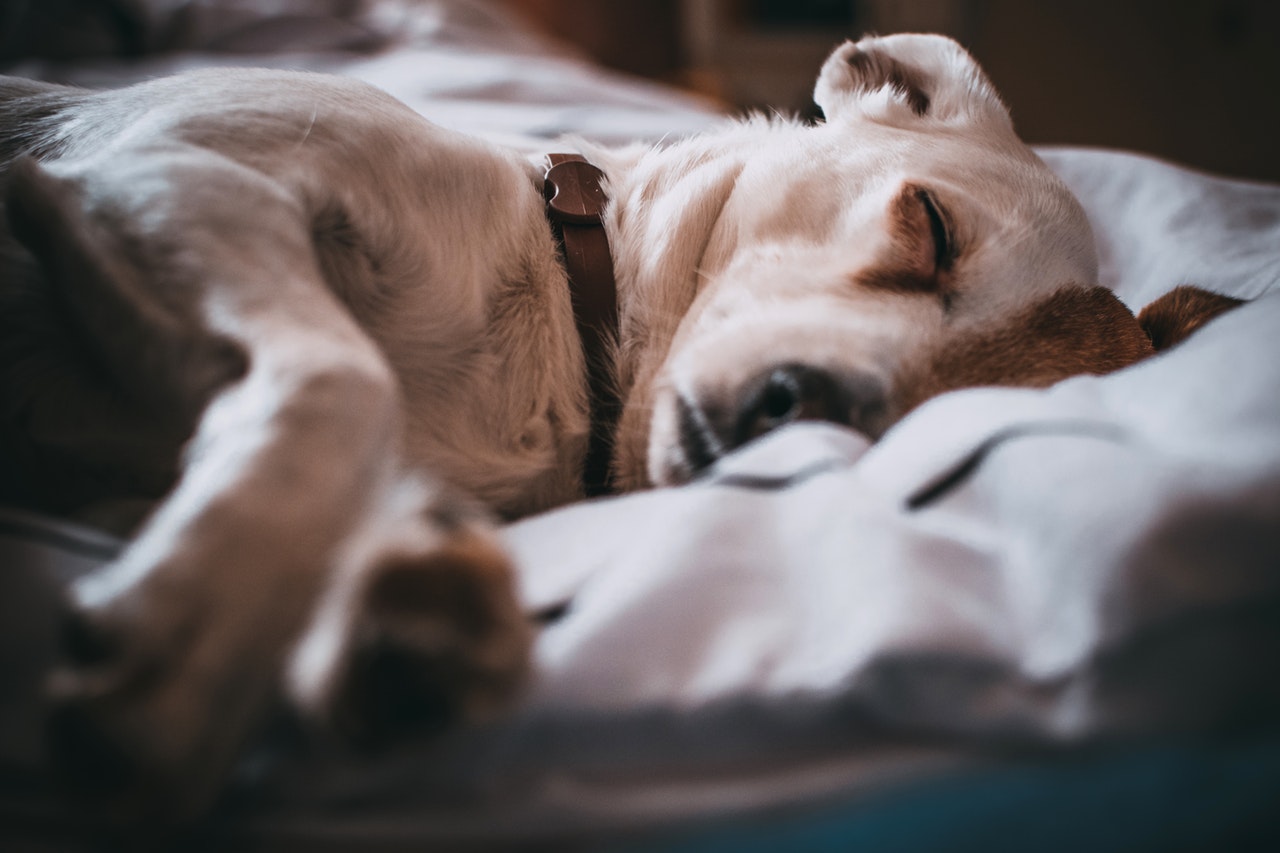 8 Tips to Help Dogs with Insomnia