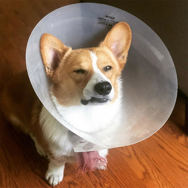 8 of the Best Alternatives to the “Cone of Shame”