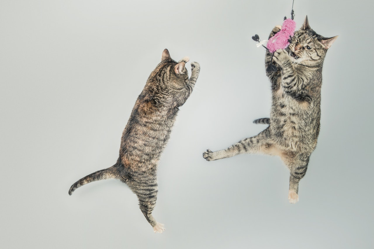 Cute cats jumping and playing