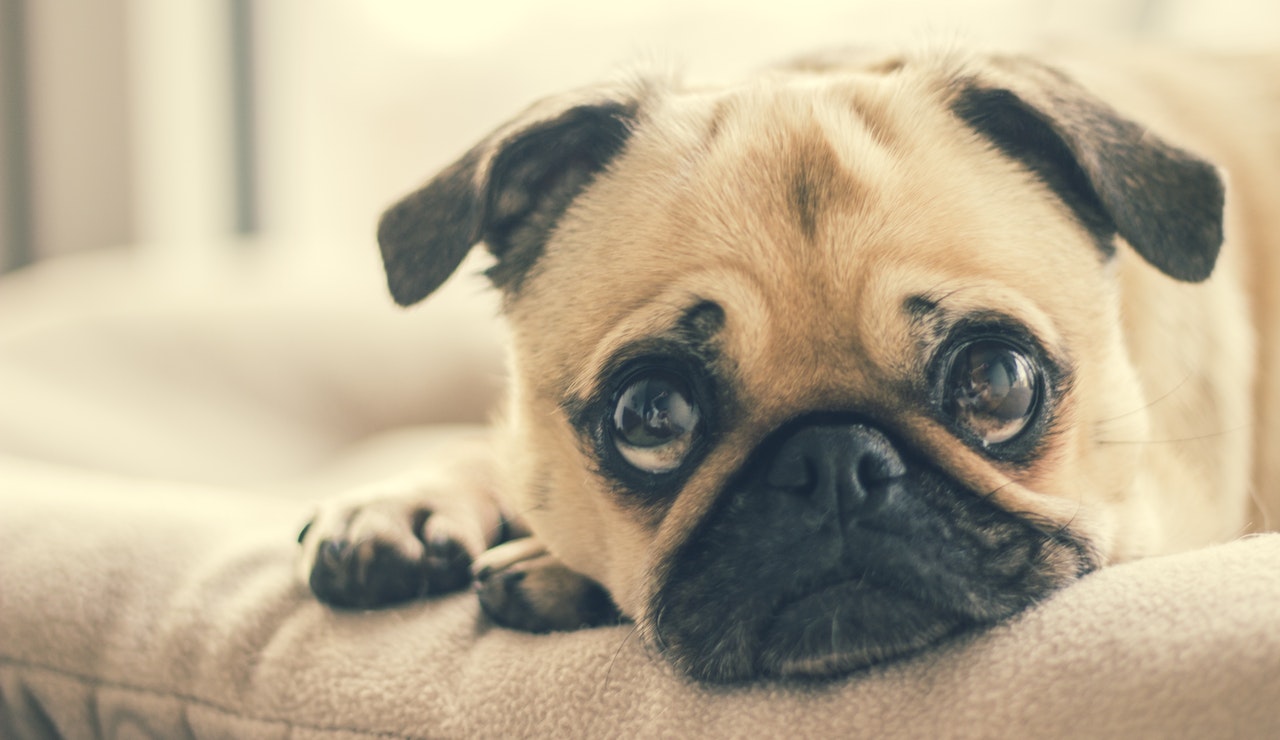 5 Of The Best Treatments For Dog Depression