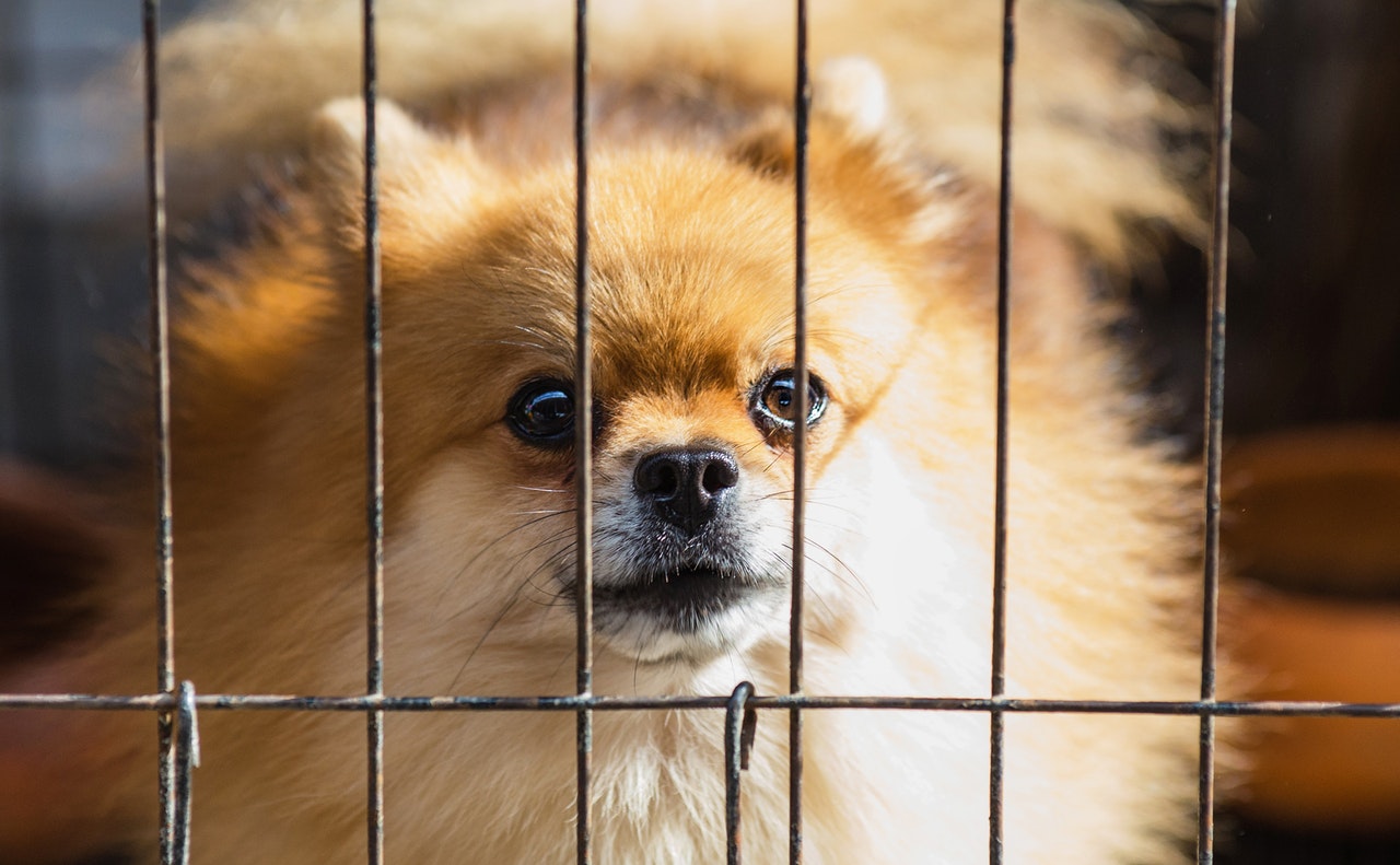 Choosing The Right Crate For Your Dog