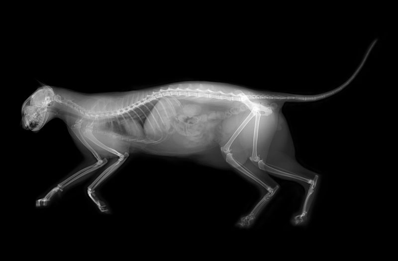 Everything to Know about Cat XRay Our Fit Pets