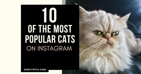 10 Of The Most Popular Cats On Instagram