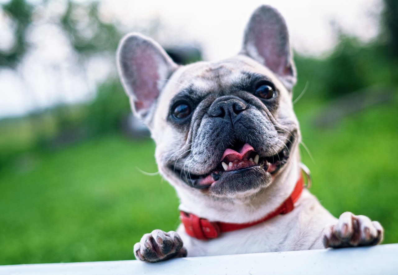 10 Of The Best Dietary Supplements For Dogs