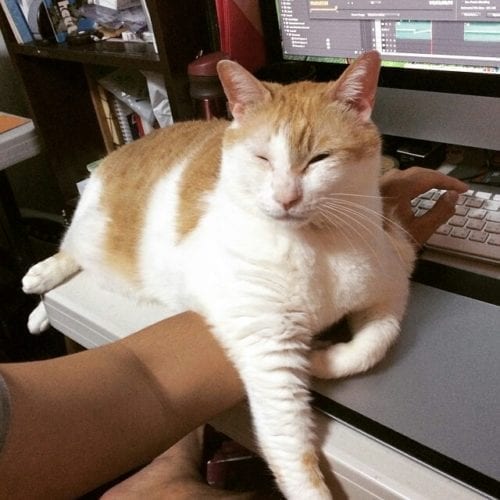 10 Of The Most Popular Cats On Instagram Our Fit Pets