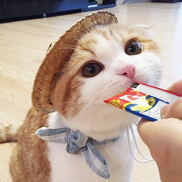 10 Of The Most Popular Cats On Instagram Our Fit Pets