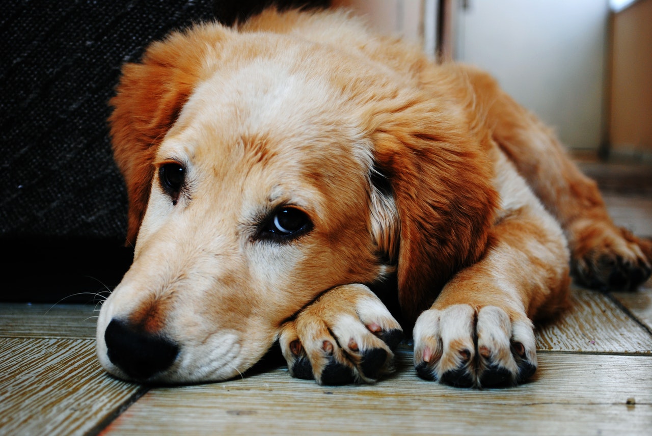 Best Treatments for Dogs with Addison’s Disease