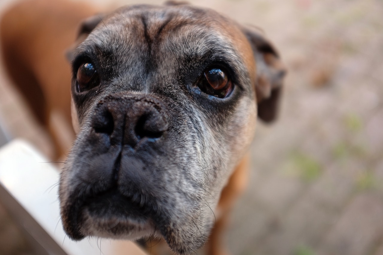 7 of The Best Vitamin Supplements for Senior Dogs