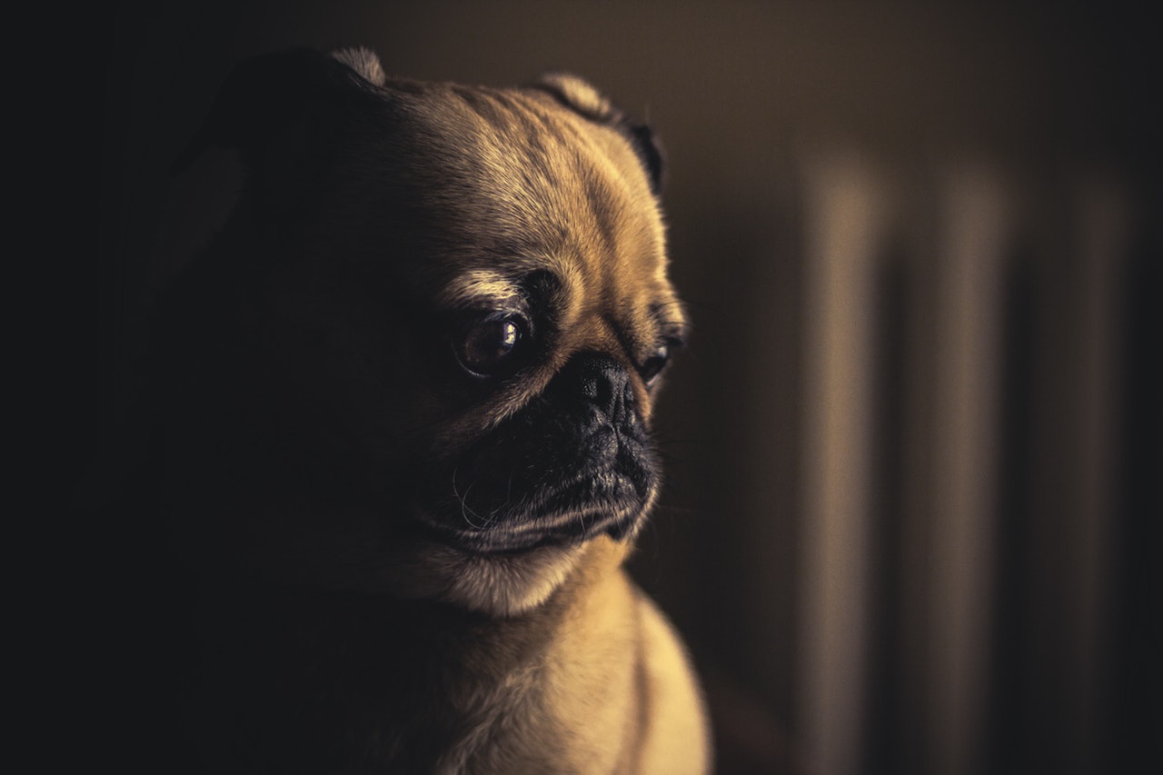 Dog Depression – Causes and Solutions
