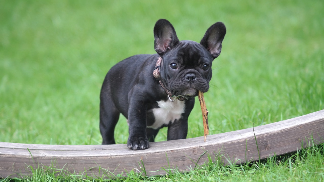 11 Dog Breeds That Don’t Shed