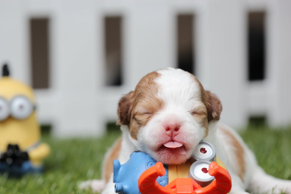 Puppy Toys – How To Choose The Right Puppy Teething Toys