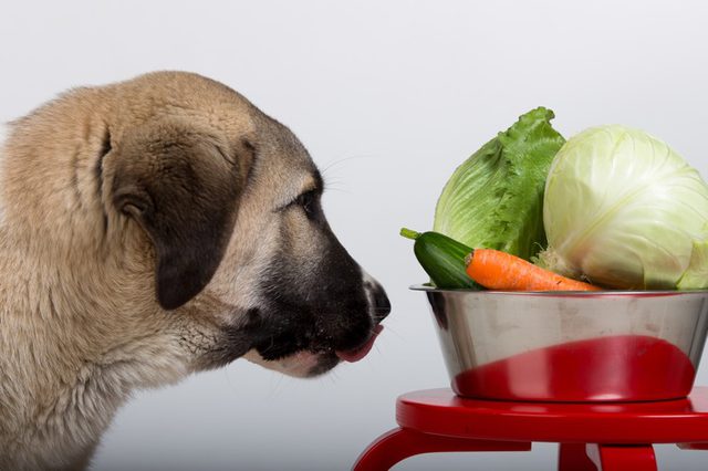 Can my dog eat Oakleaf Lettuce?