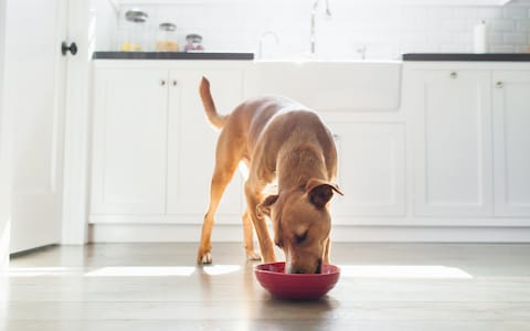 Best Dog Food Brands - Top 50 Best Dry Dog Food in 2018