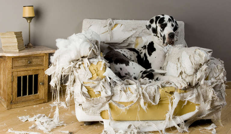 Best Indestructible Dog Beds – 100% Chew Proof!