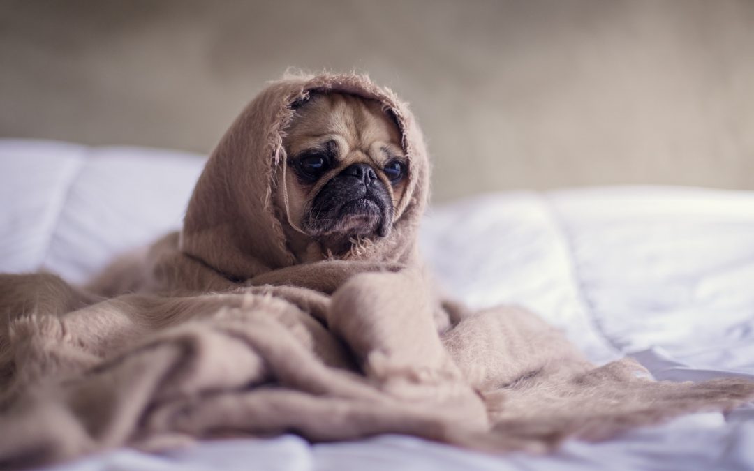 Why is My Dog Shivering or Trembling?