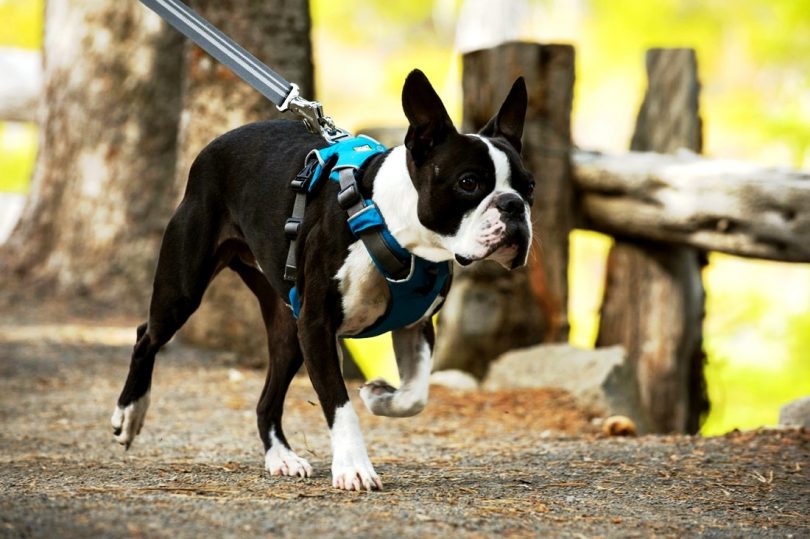 The Best Dog Harnesses For Dogs That Pull