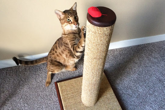 Best Cat Scratching Posts You Can Buy