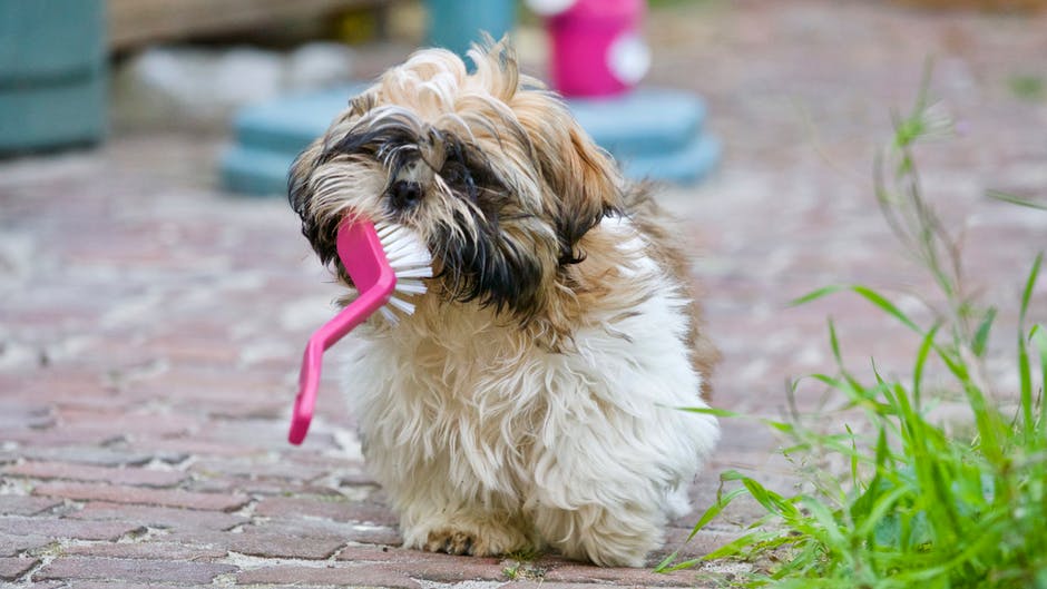 The Best Dog Shampoos You Can Buy