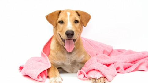 How to Find the Best Pet Grooming Services Near Your Home