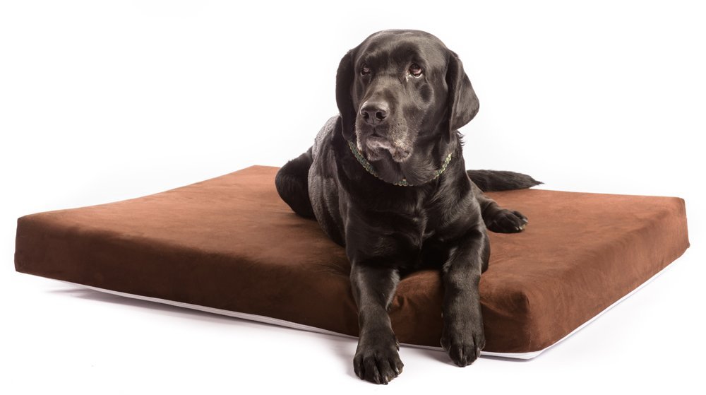 6 Best Rated Large Dog Beds