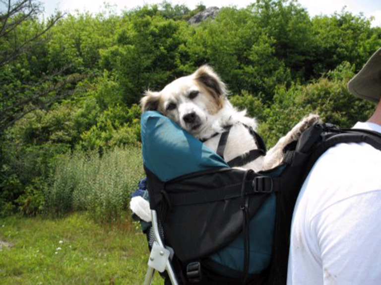 Our Top 10 Of Awesome Dog Carrier Backpacks