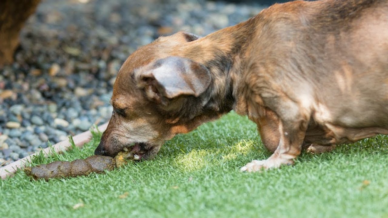 Why Do Dogs Eat Poop And How To Stop It