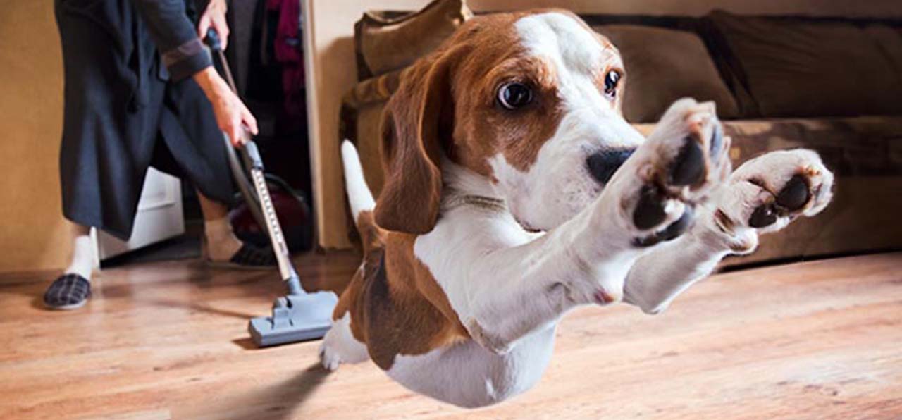 10 Of The Best Vacuums for Pet Hair – Top Dog & Cat Hair Cleaners