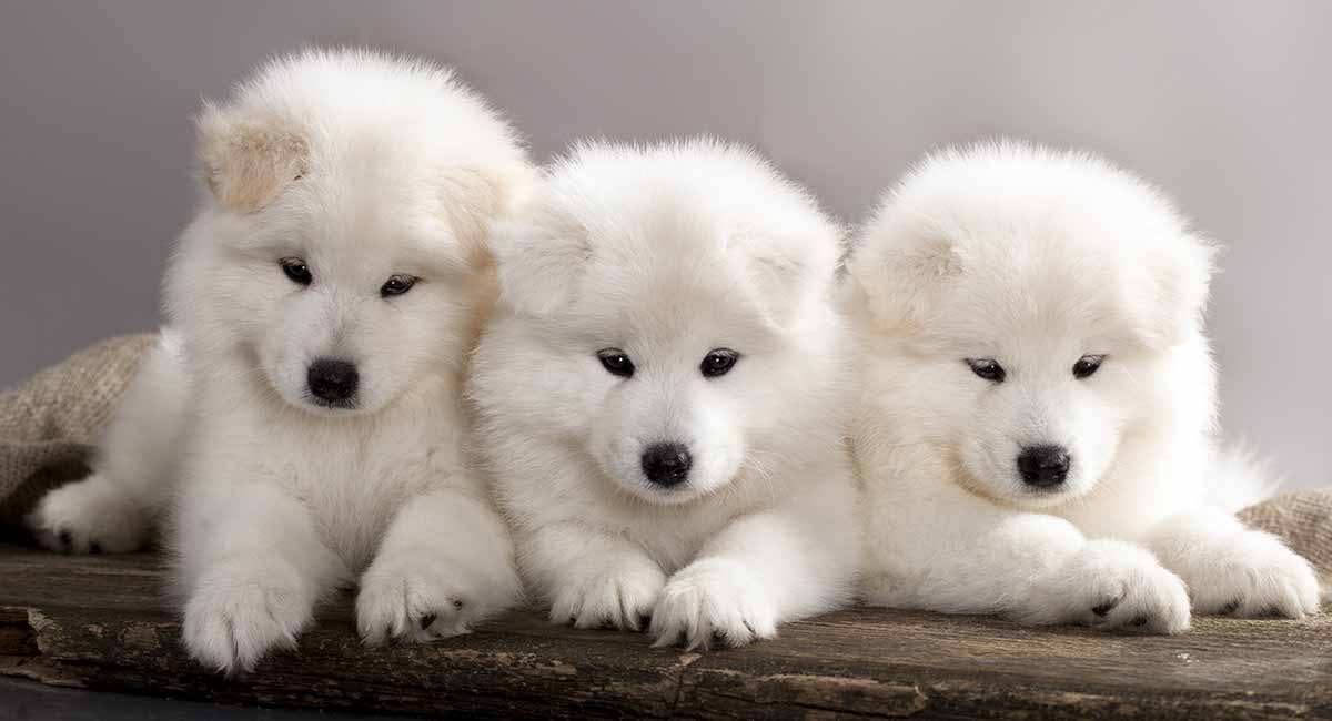 10 Of The Most Expensive Dog Breeds You Can Buy