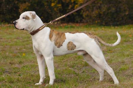 All There Is To Know About American Bulldogs