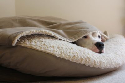 Heated Dog Beds – 11 Of The Fanciest Beds For Your Puppy