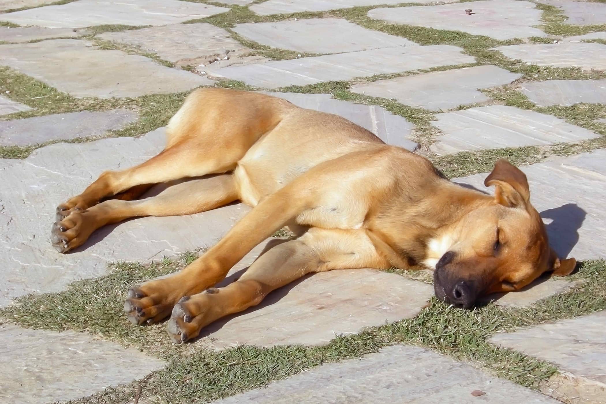 How To Treat Heat Stroke In Dogs