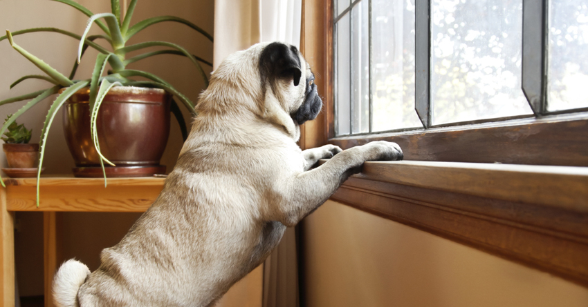 How to Help A Dog with Separation Anxiety?