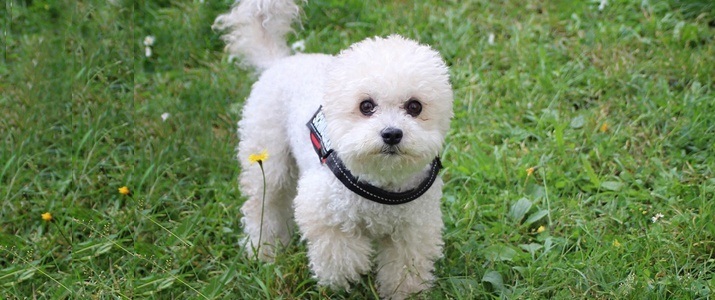 Most Popular Hypoallergenic Dogs for Allergy Sufferers