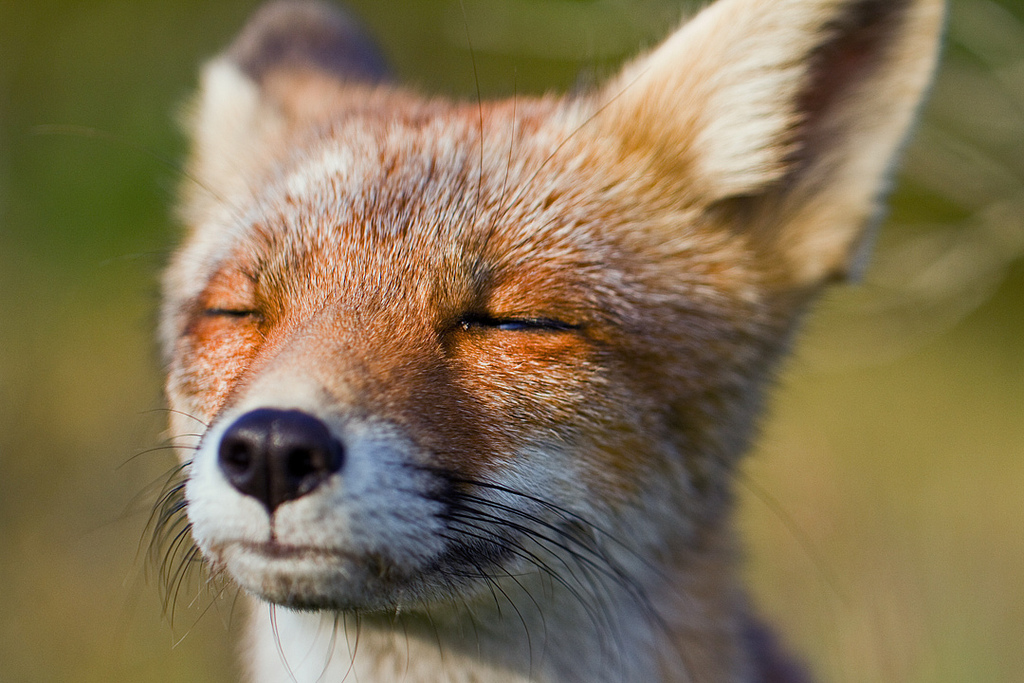 Your Guide To Domesticated Pet Foxes