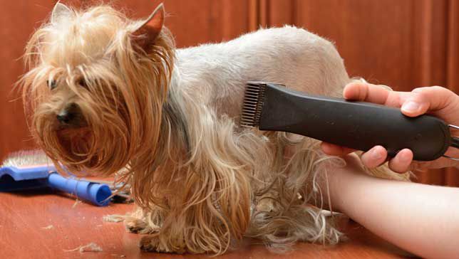 Is Shaving Your Dog A Good Idea?