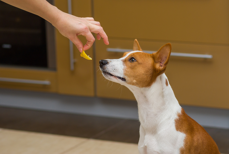 Does Your Dog Need Fatty Acid Supplements?