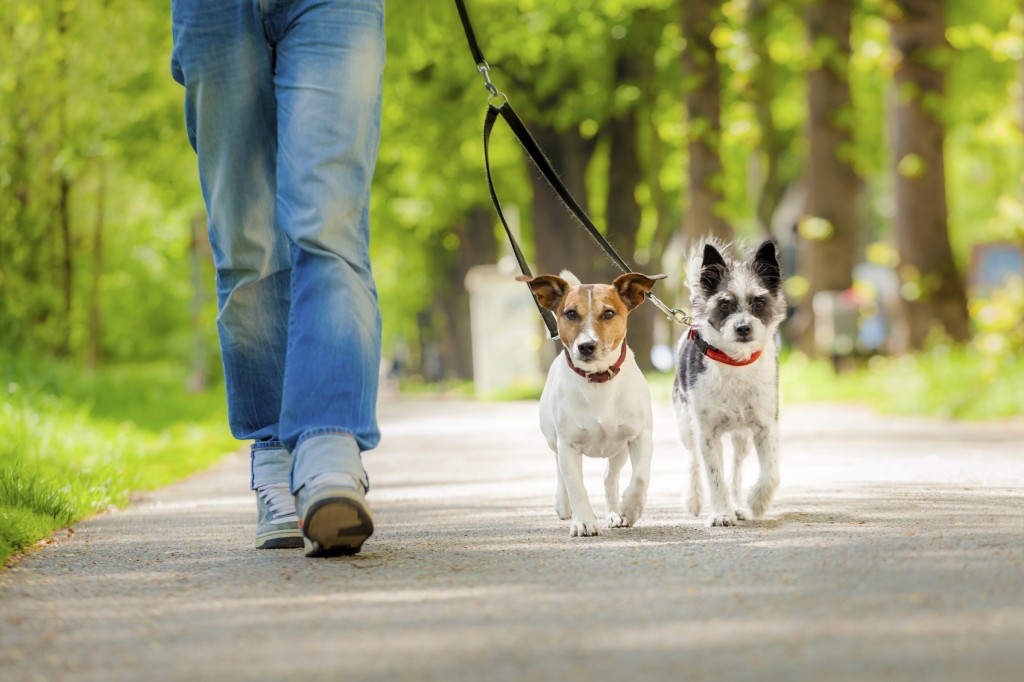 5 Things You Should Do Before Hiring a Dog Walker
