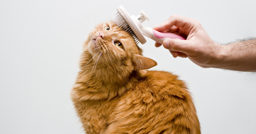 Choosing The Best Brush For Your Cat