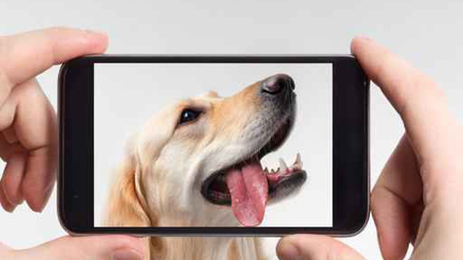 Best iPhone Apps for Dog Owners