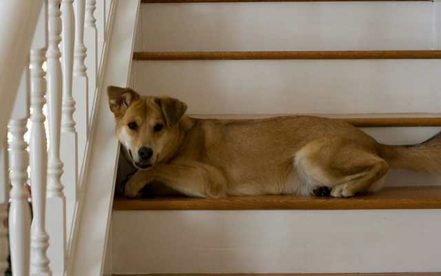 My Dog Refuses to Walk Up or Down Stairs – What To Do