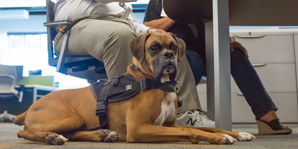 Pros And Cons Of Bringing Your Dog To Work