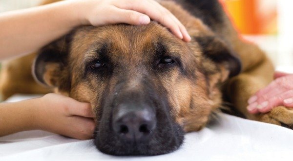 Chemotherapy for Dogs – Everything You Should Know
