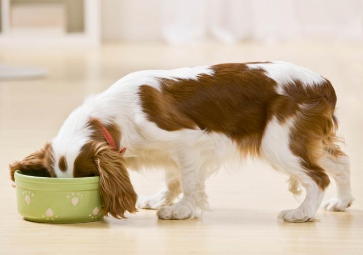 Which Dog Food Companies Have Never Had Recalls?