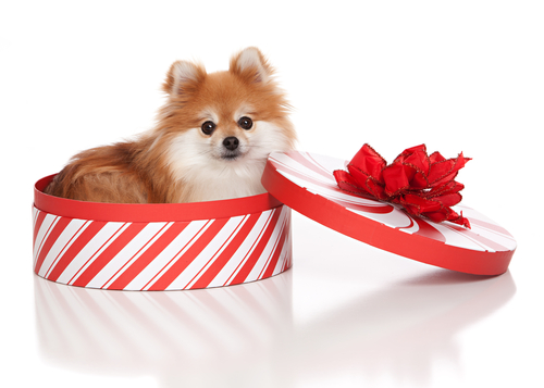 18 Gift Ideas for Dog Lovers