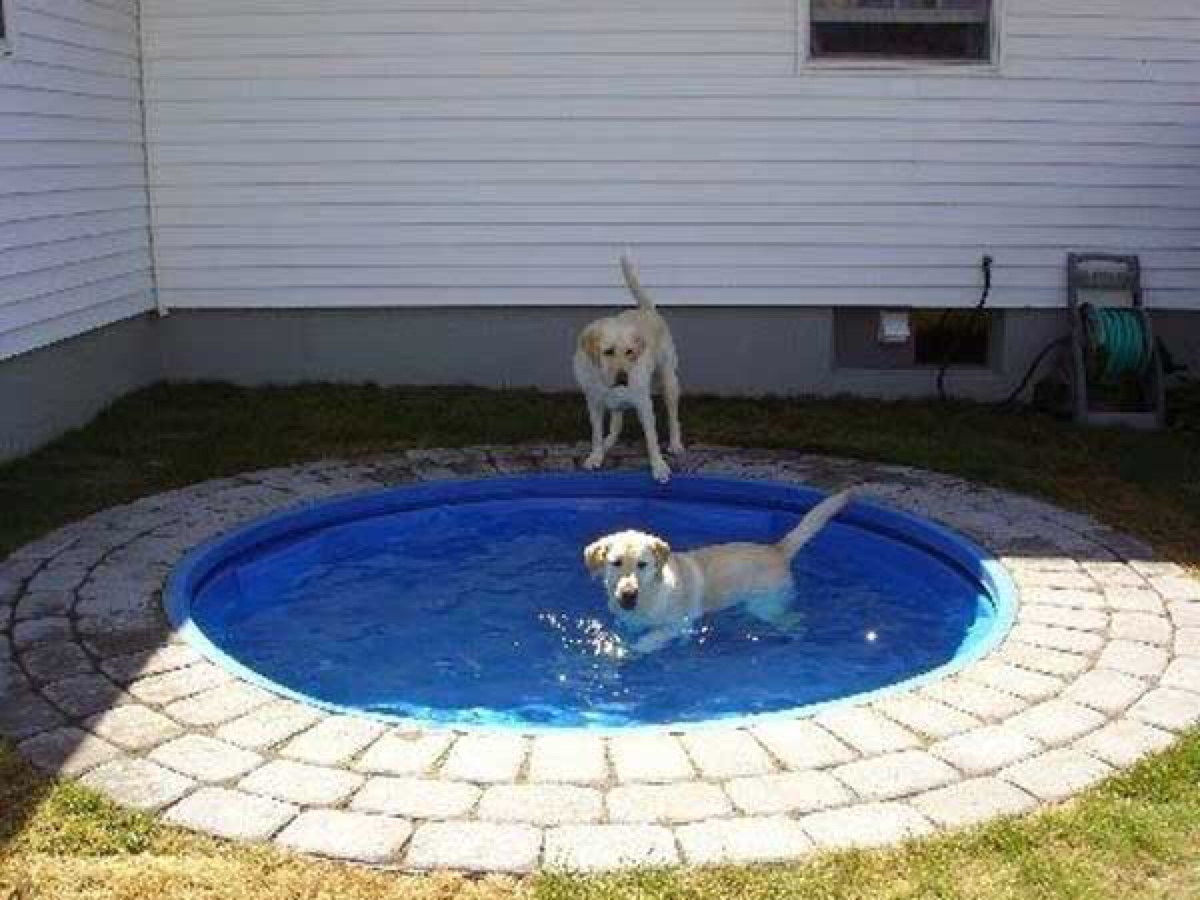 Top 10 Dog Pools for Your Dog to Take a Splash