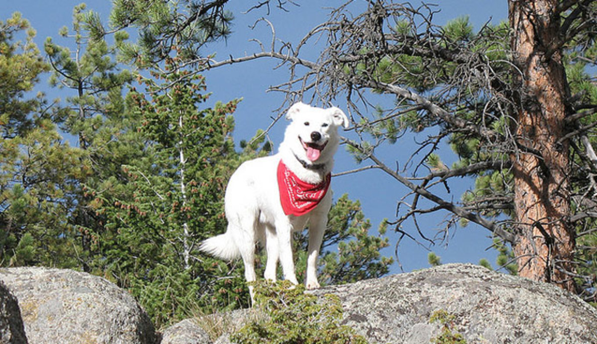 Visiting Yellowstone National Park with Dogs