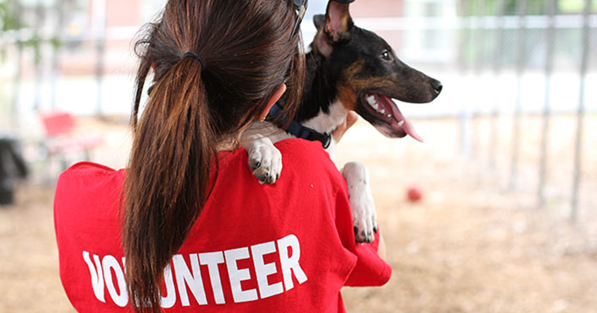 How To Start Volunteering For Dog Rescue Groups