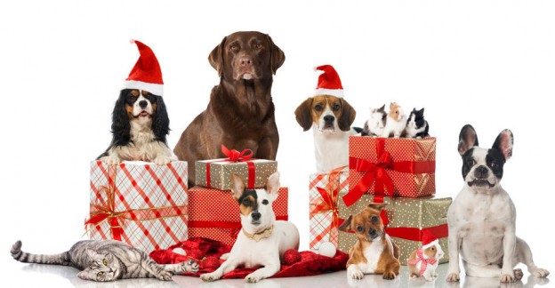 30 Best Dog and Cat Christmas Gifts – Best Pet Gift Ideas