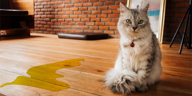 Best Cat Urine Odor Removers